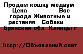 Продам кошку медиум › Цена ­ 6 000 000 - Все города Животные и растения » Собаки   . Брянская обл.,Клинцы г.